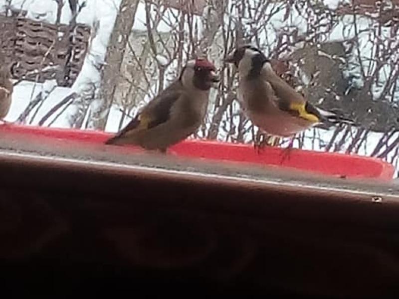 Madárvédelem - madáretetés