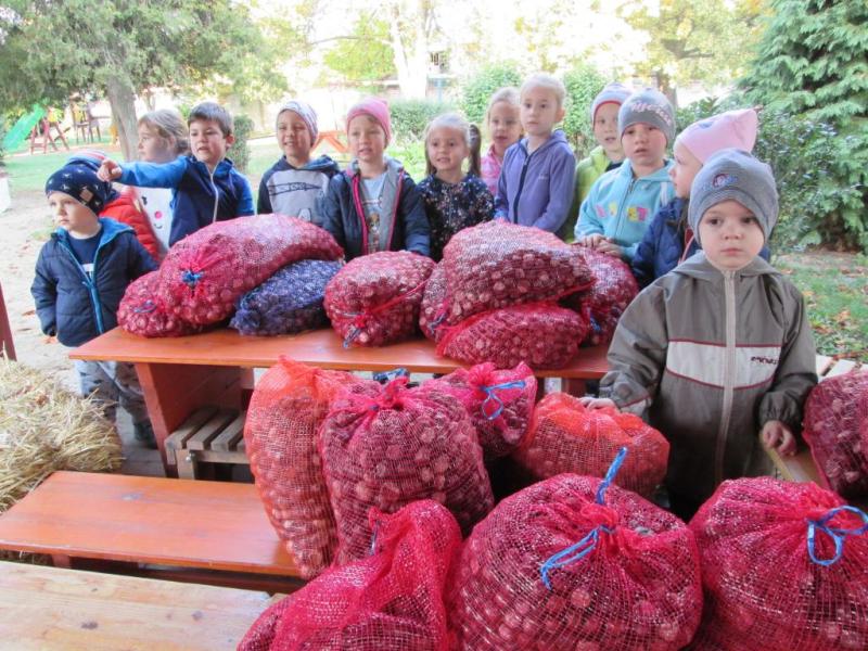 Gesztenyét gyűjtöttünk