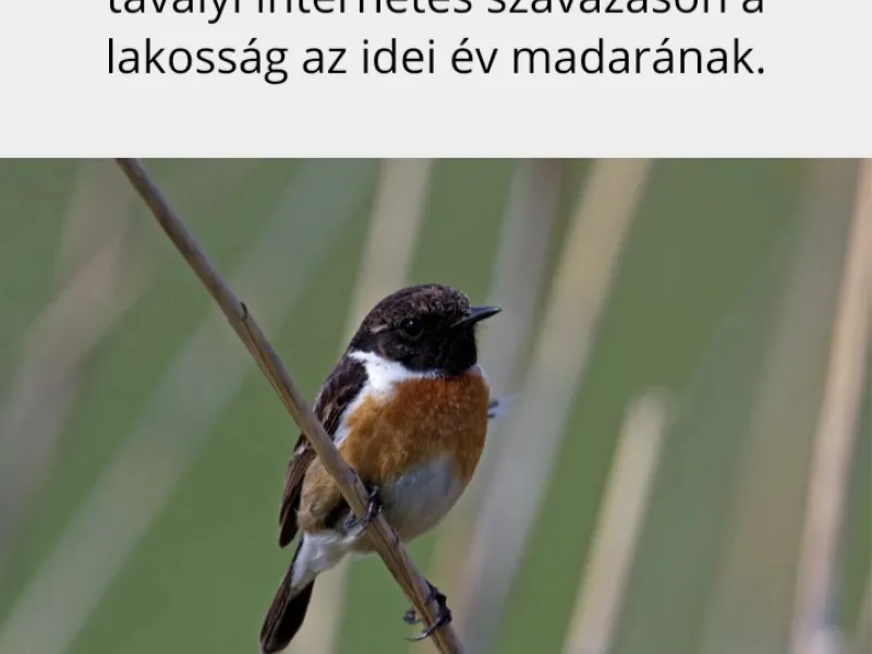 Madarak és Fák napja a Margaréta Óvodában 2021.