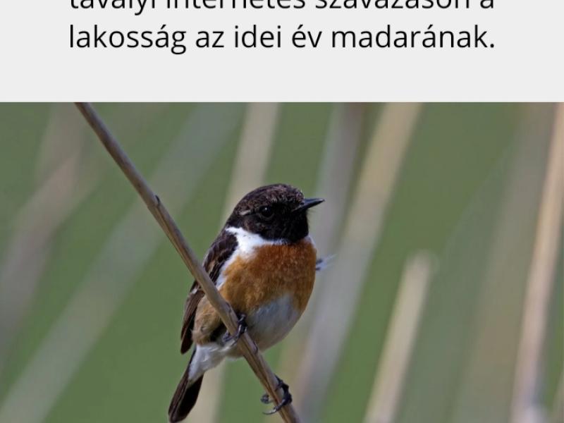 Madarak és Fák napja a Margaréta Óvodában 2021.