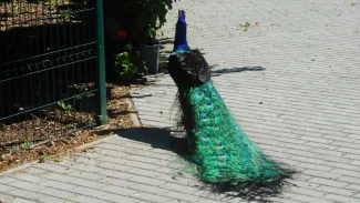 Kirándultak a Csemetekert ovisok