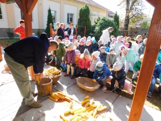 Hagyományőrzés-Kukoricamorzsolás a Százszorszép Óvodában 2019.