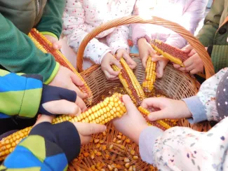 Hagyományőrzés-Kukoricamorzsolás a Százszorszép Óvodában 2019.
