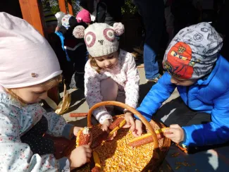 Hagyományőrzés-Kukoricamorzsolás a Százszorszép Óvodában 2019.