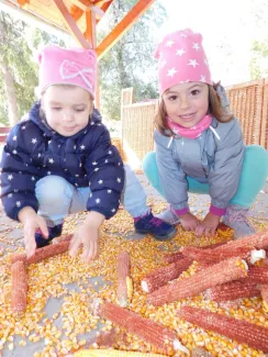 Hagyományőrzés-Kukoricamorzsolás a Százszorszép Óvodában 2019.