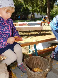 Hagyományőrzés-Kukoricamorzsolás a Százszorszép Óvodában 2019.