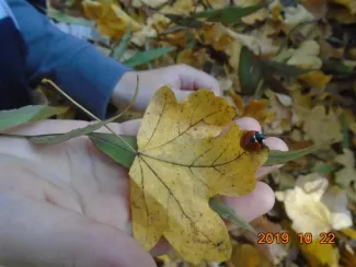Ősz szele zümmög....Százszorszépesek kirándulása az Erzsébet ligetben