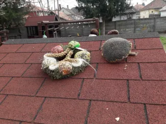 "Mi kell neked? Fatető, fatető, deszka madáretető!"