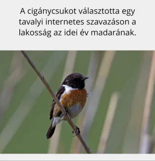 Madarak és Fák napja a Margaréta Óvodában 2021.