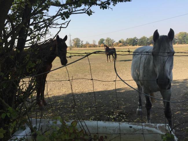 &amp;quot;Mondd szereted az állatokat?&amp;quot;