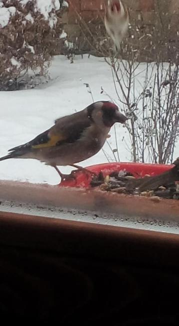 Madárvédelem - madáretetés