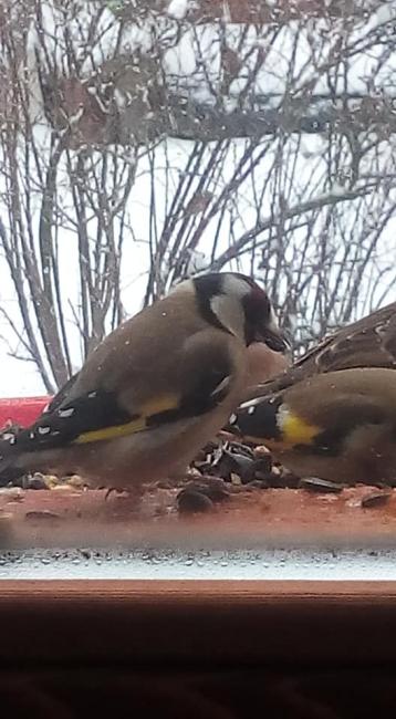 Madárvédelem - madáretetés