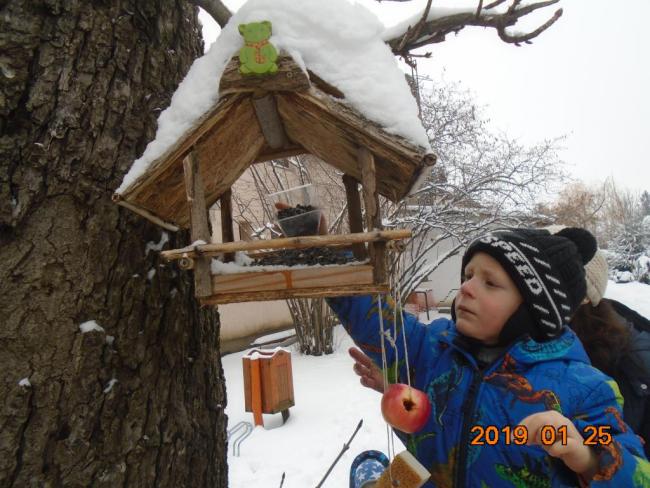 Madárvédelem - madáretetés