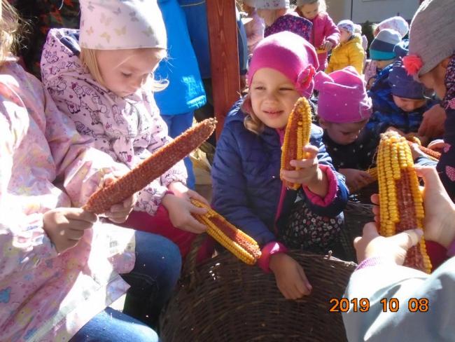 Hagyományőrzés-Kukoricamorzsolás a Százszorszép Óvodában 2019.