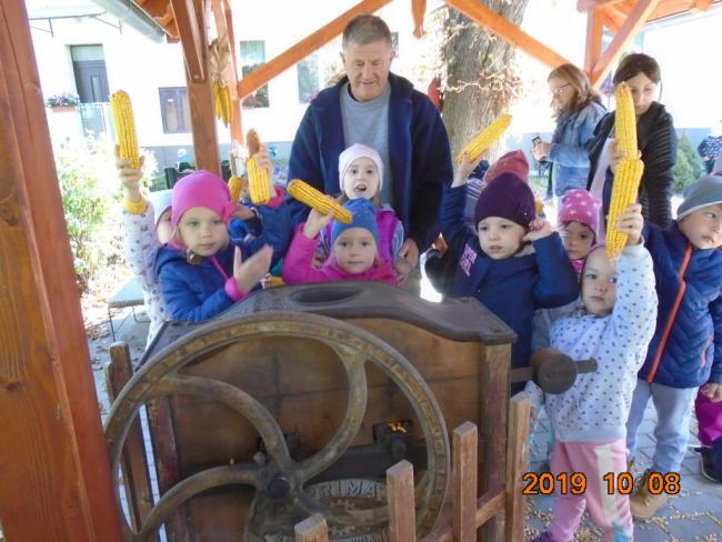 Hagyományőrzés-Kukoricamorzsolás a Százszorszép Óvodában 2019.