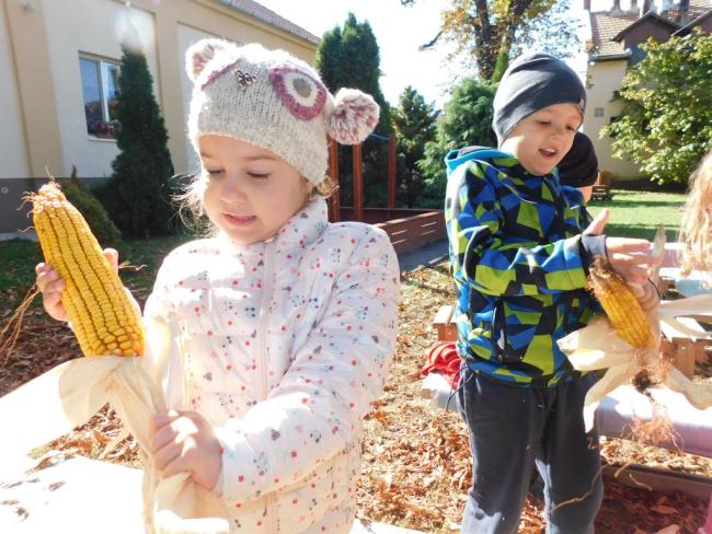 Hagyományőrzés-Kukoricamorzsolás a Százszorszép Óvodában 2019.
