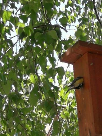 Madarak és Fák napja a Margaréta Óvodában 2021.